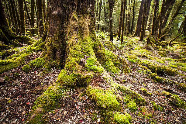 Tree roots with moss stock photo