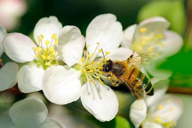 abeille sur pomme fleurs dans un arbre - honey abstract photography composition photos et images de collection