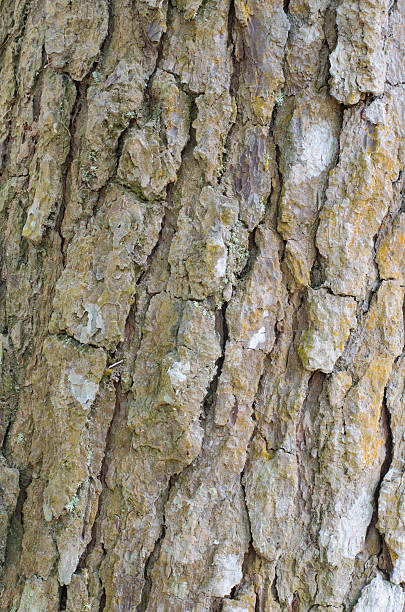 istock Close up view of highly detailed tree bark texture 522370382