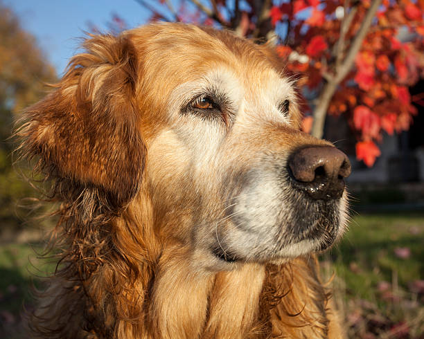 Staring Dog stock photo