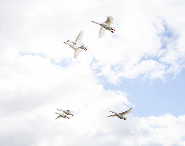 6 geese fly stock photo