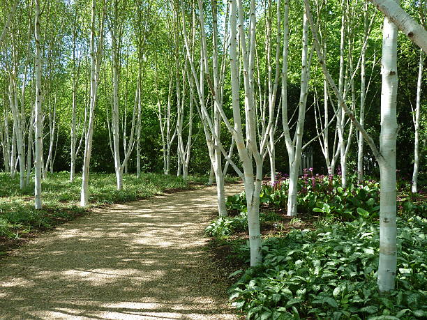 Birch lined path Anglesey Abbey, Cambridgeshire, UK - May 26, 2013: A path through birch trees. betula utilis stock pictures, royalty-free photos & images