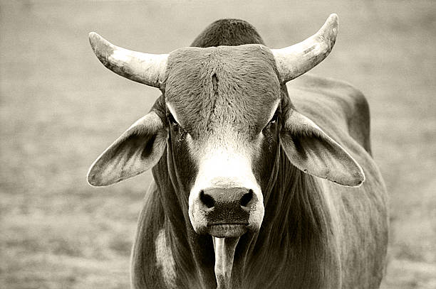 American Brahman Cattle Stock Photo - Download Image Now - Bull - Animal,  Black And White, Cattle - iStock