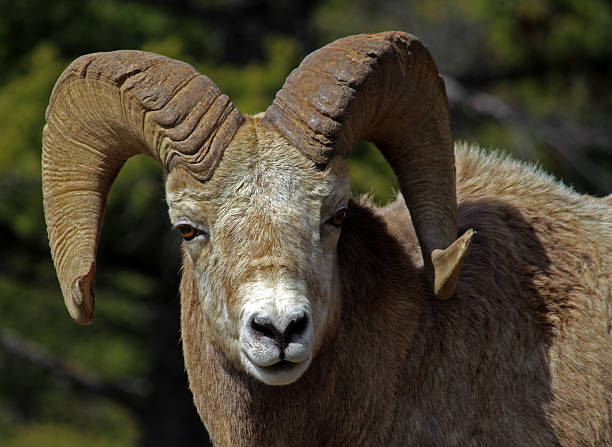 istock Bighorn Ram Staring at Photographer 522371952