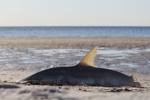 Washed Up Hammerhead Shark A beached hammerhead shark lies dead on sand at low tide. fish dead animal dead body death stock pictures, royalty-free photos & images