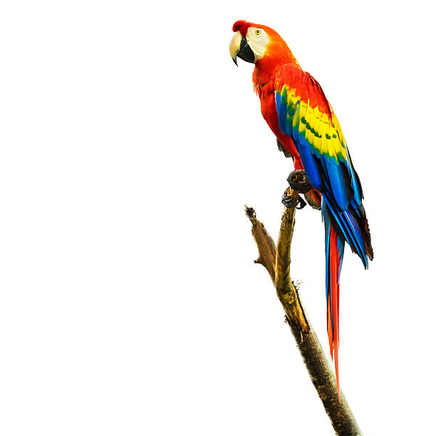 istock Scarlet Macaw Bird Isolated on White Background 522372580