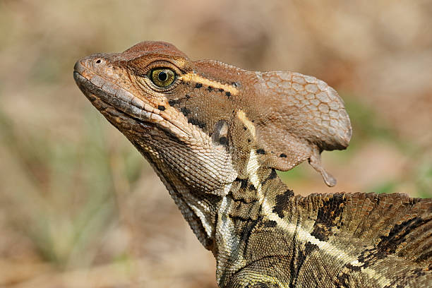 istock Closeup of a Jesus Christ Lizard - Panama 522372660