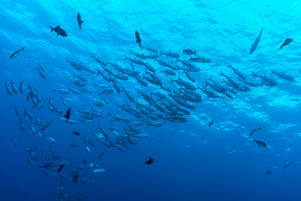 istock Large school of jacks in Palau, Micronesia 522372794