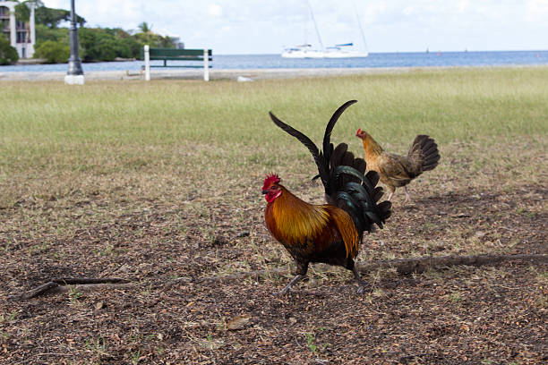 A pair wild of chickens in Christiansted, St. Croix in front of the water.