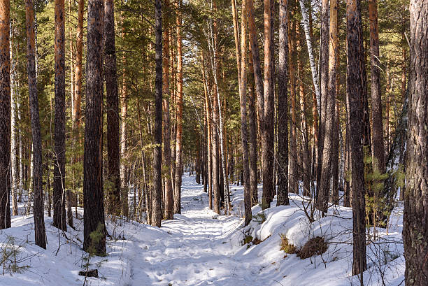 pine forest snow winter path stock photo