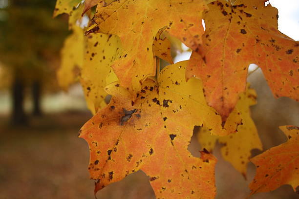 istock Colorful Autumn Leaves 522373980