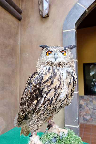istock tawny fish owl 522374406