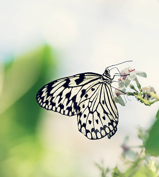 istock Paper Kite, Rice Paper, or Large Tree Nymph butterfly 522375748