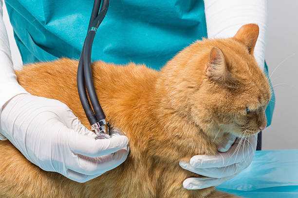 istock animal clinic -  treatment with stethoscopes at a cat 522378289