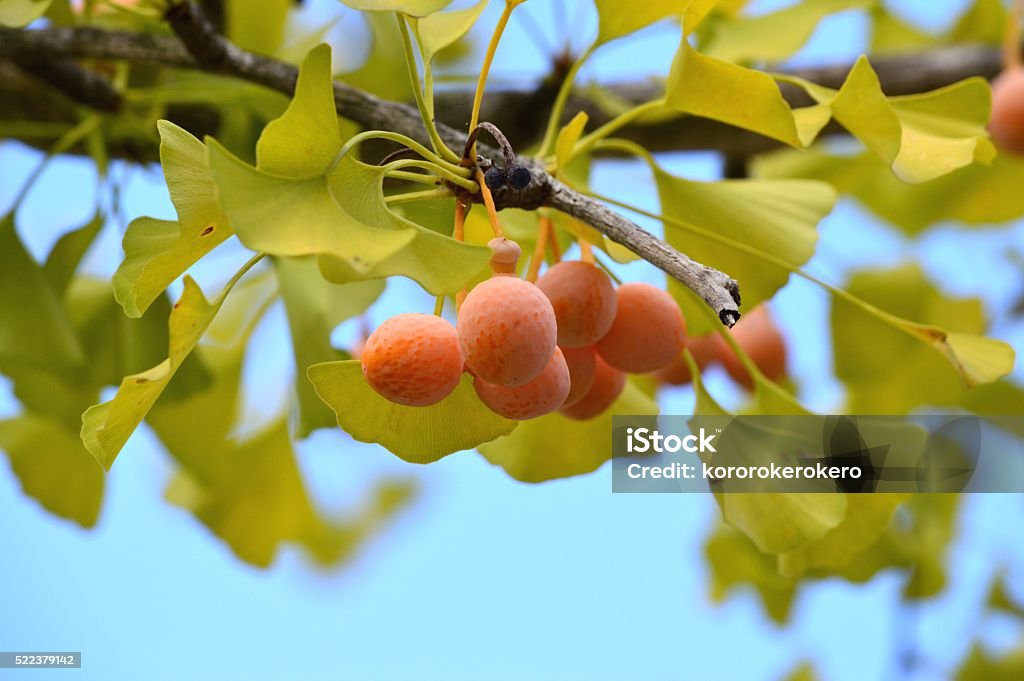 Ginkgo nuts Autumn Stock Photo