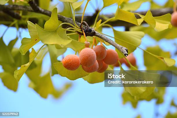 Ginkgo Nuts Stock Photo - Download Image Now - Autumn, Ginkgo, Ginkgo Tree