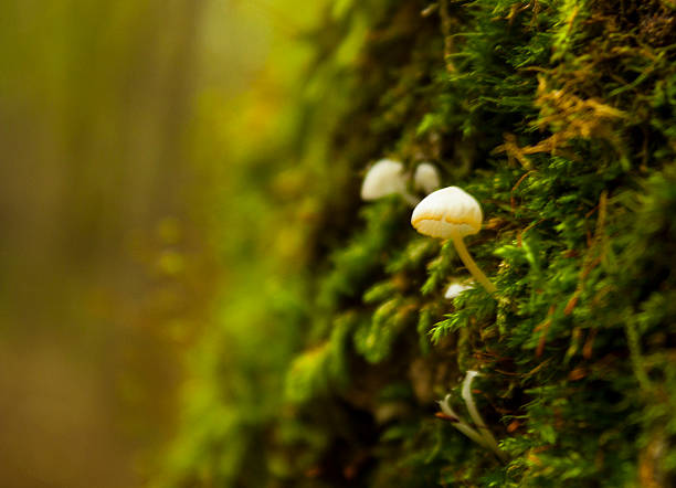 istock Little mushroom in moss 522379361