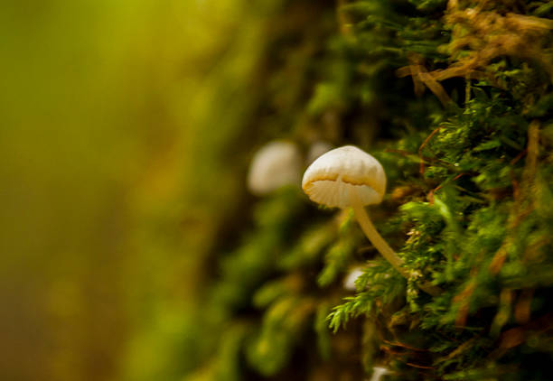 Mushroom in moss
