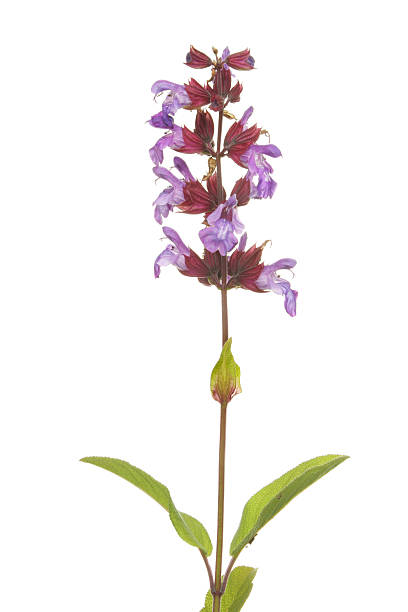 istock Sage flower and leaves 522380133