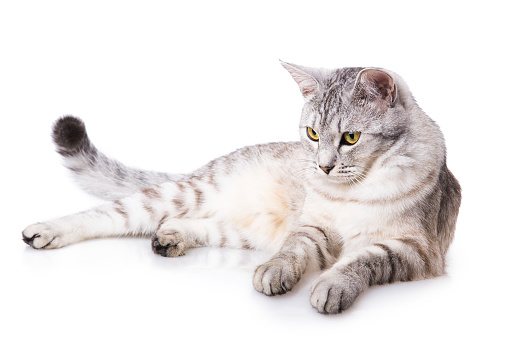gray striped tabby cat Isolated on white background