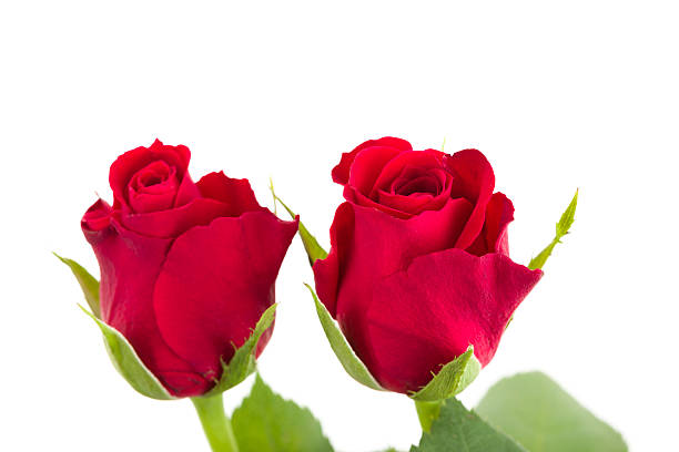 istock Bouquet of fresh red roses 522380674