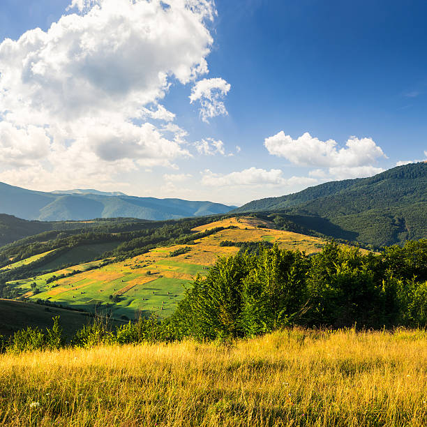 istock trees in mountain valley at sunrise 522380741
