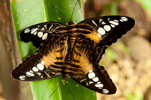 Brown Clipper Butterflies - Philippines