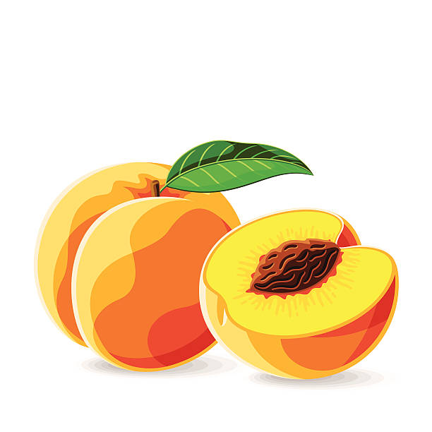 벡터 신선한 peaches 백색.  벡터 일러스트레이션. - peach fruit portion orange stock illustrations