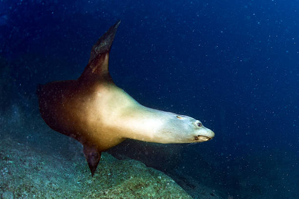 istock sea lion seal underwater while diving galapagos 522381752