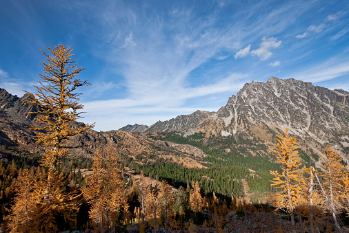 There’s a very unusual conifer tucked away in the high alpine basins of the Cascade Range of the Pacific Northwest. Each October when fall comes to the high country, the needles of the Alpine Larch change from green to glowing gold before they drop from the tree. This photograph, with Mount Stuart in the background, was taken from Ingall's Pass in the Alpine Lakes Wilderness of Washington State, USA.