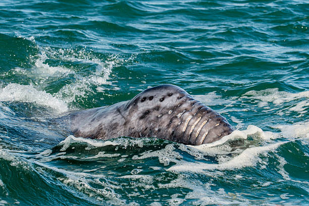 istock grey whale calf portrait 522381800