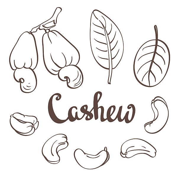 cashew, kernel und lässt. vektor-illustration - cashewnuss stock-grafiken, -clipart, -cartoons und -symbole
