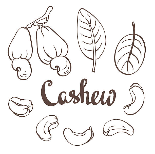 Cashew, kernels and leaves. Vector illustration Cashew, kernels and leaves. Vector illustration cashew stock illustrations