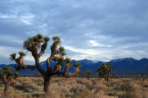 This is a color photograph of a flowering Joshua tree in the Mojave Desert at the national park in California during springtime.