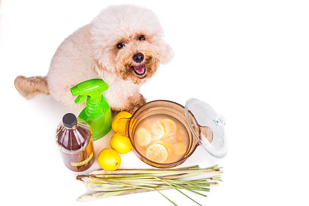 Apple cider vinegar, lemon,  lemongrass effective flea repellent Apple cider vinegar, lemon and lemongrass home remedy, safe and effective formula to repel fleas from pets and can be used as odor neutralizer. vinegar stock pictures, royalty-free photos & images