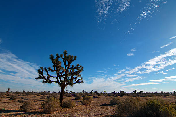 kuvapankkikuvat ja rojaltivapaat kuvat aiheesta joshua treen pilvimaisema etelä-kalifornian korkealla aavikolla lähellä lancasteria - lancaster california