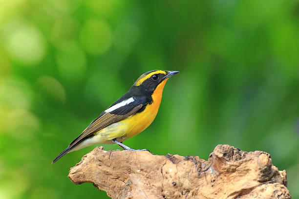 istock Male of Narcissus Flycatcher (ficedula zanthopygia) 522384270