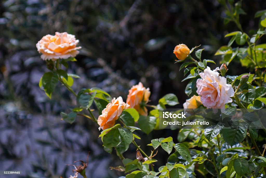 Roses Photo of rose bush, 3 orange roses and 1 rose Bush Stock Photo