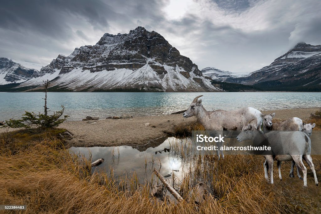 Bow Lake and Mountain Goats Snow-capped Bow Lake in Alberta Canada's Rockie Mountains. Rocky Mountain sheep. Alberta Stock Photo