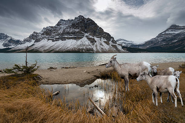 Bow Lake and Mountain Goats stock photo