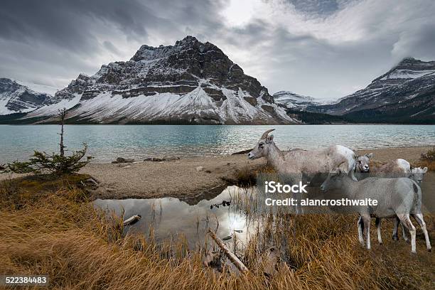 Bow Lake And Mountain Goats Stock Photo - Download Image Now - Alberta, Canada, Animal