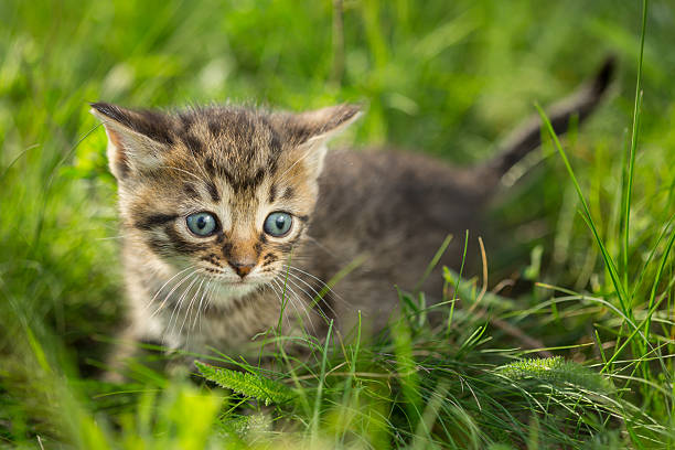 istock Little tabby kittens  on green grass 522385980