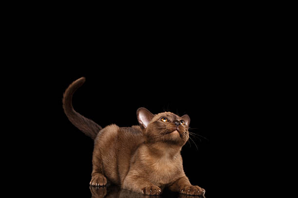 istock Playful Burmese kitten Curiously Looking up, raised tail, black Isolated 522386664