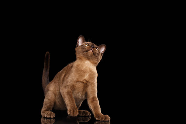 istock Burmese kitten with Chocolate fur Sitting, Curiously Looking up, Isolated 522386688