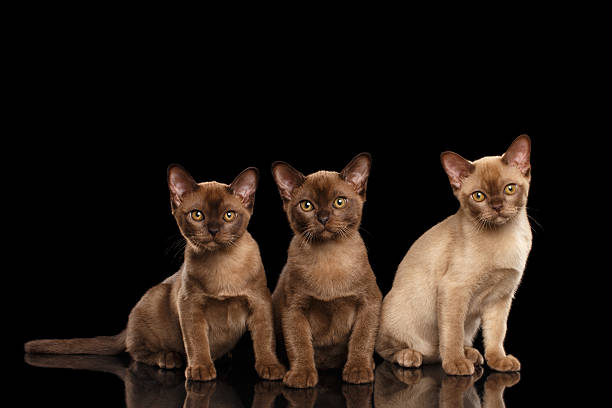 istock Three Little Burmese kittens Sitting on Isolated black background 522387338