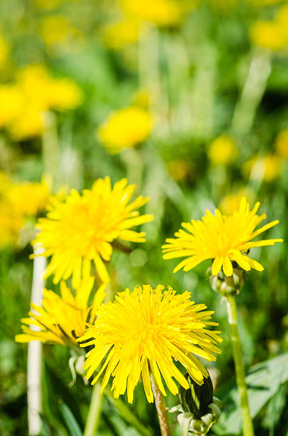 istock Dandelion Flowers Meadow 522389046