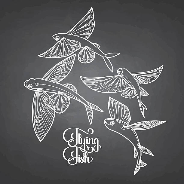Flying Fish Line Drawing 120+ Flying Fish Drawing Stock Photos, Pictures & Royalty-Free Images ...