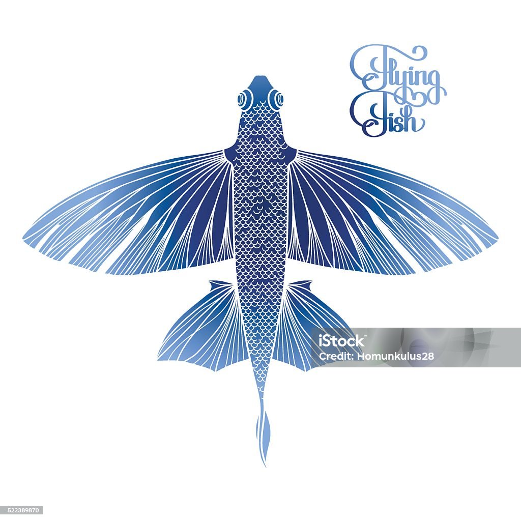 Graphic flying fish Graphic flying fish drawn in line art style. Top view. Sea and ocean creature isolated on white background. Coloring book page design Flying Fish stock vector