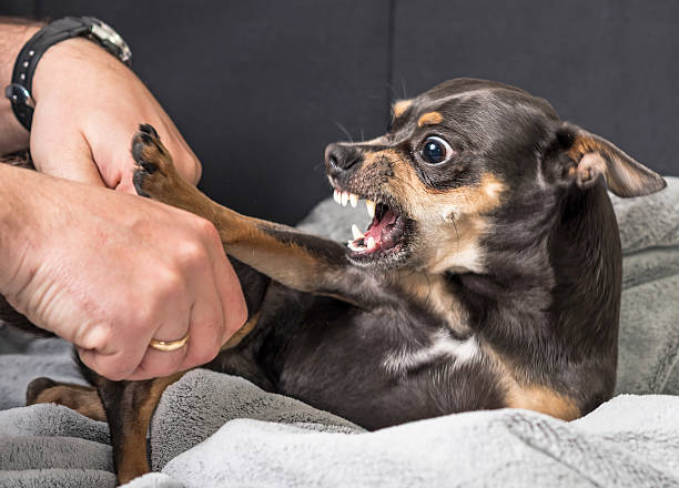 Small dog aggression Small dog aggression concept in house scenery aggression stock pictures, royalty-free photos & images