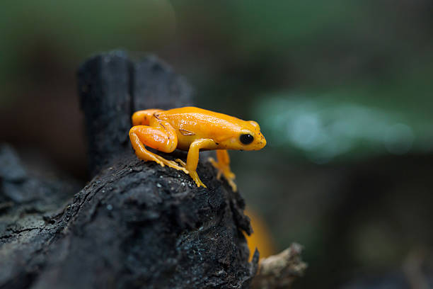 złoty mantella (mantella aurantiaca). - golden frog zdjęcia i obrazy z banku zdjęć